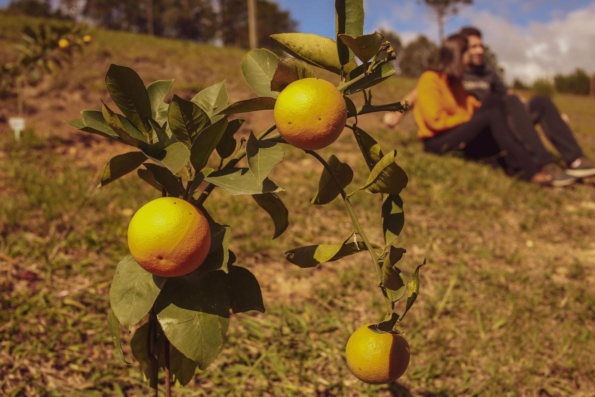 Toca Da Coruja Hospedagem - Urubici - Sc Buitenkant foto